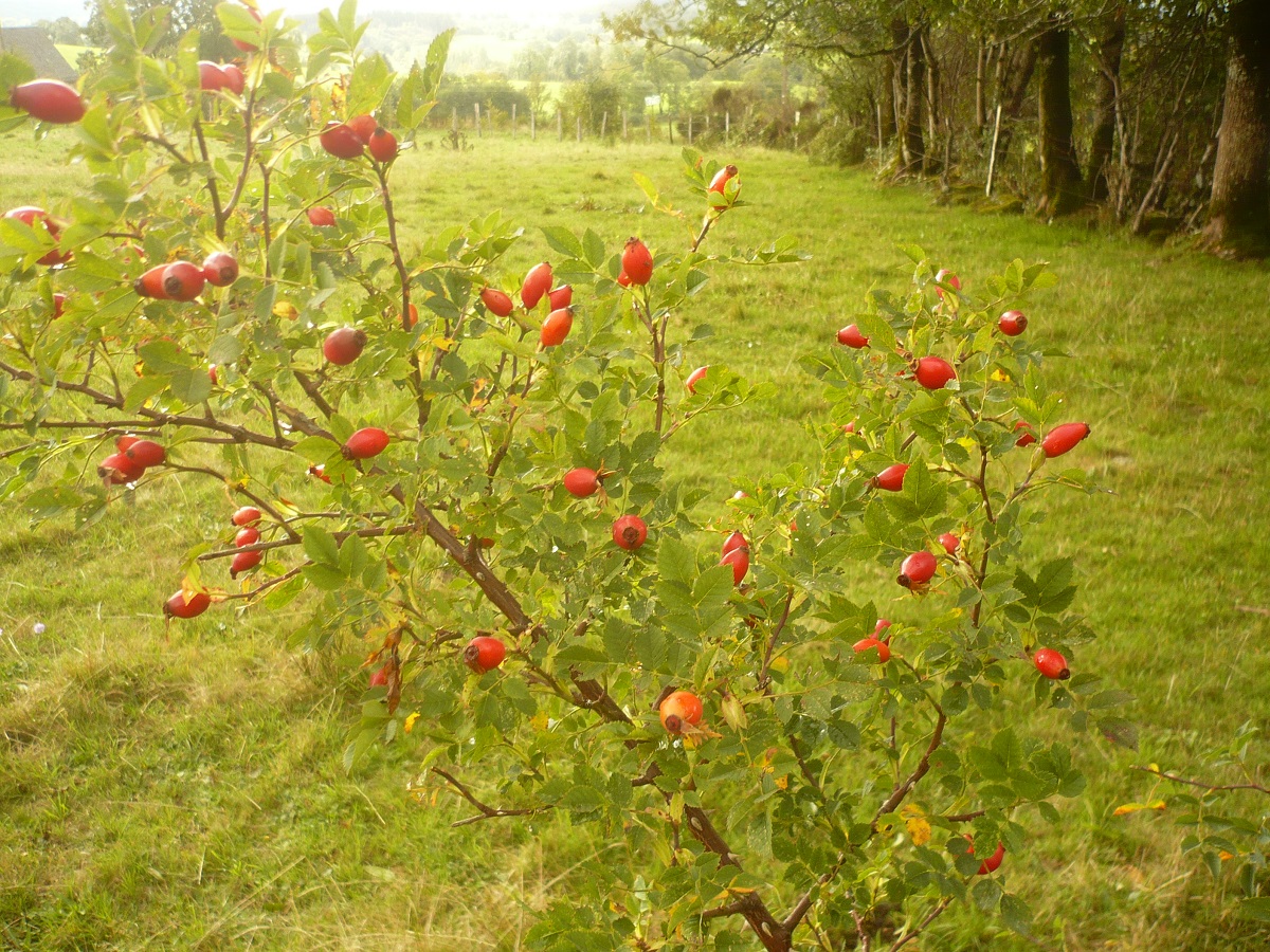 Rosa canina x R. rubiginosa (Rosaceae)